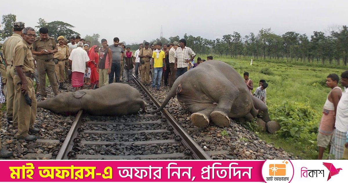 ভারতে ট্রেনের ধাক্কায় ৭ হাতির মৃত্যু, পাঁচটি বগি লাইনচ্যুত