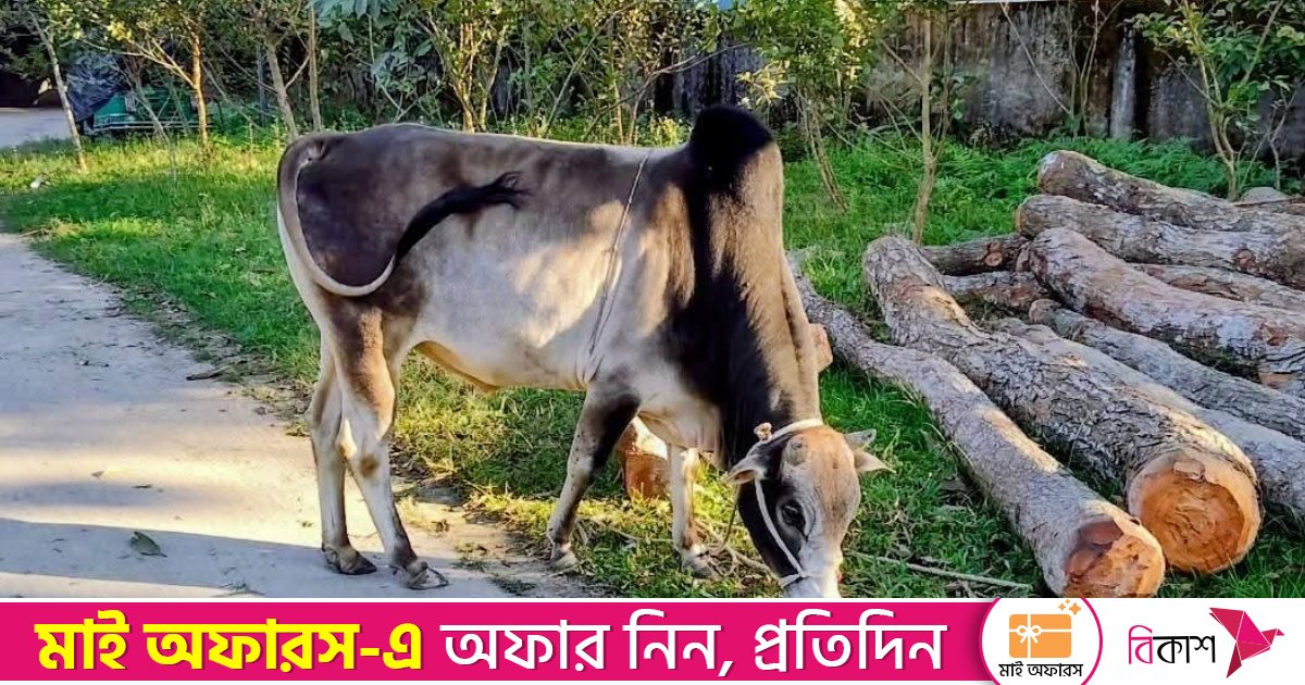 ষাঁড়ের লড়াইয়ের নামে জুয়া, জব্দ ষাঁড় নিলামে বিক্রি