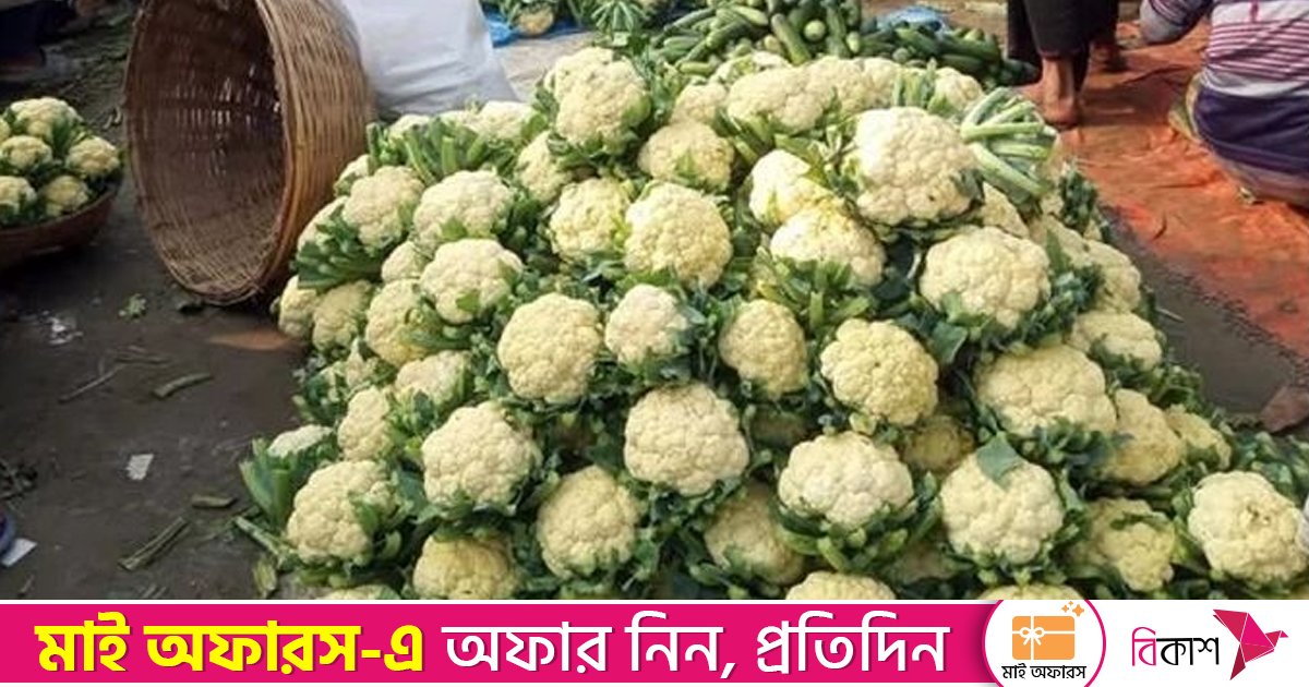 ৬ টাকা কেজিতে বিক্রি হচ্ছে ফুলকপি, খাওয়ানো হচ্ছে গরুকে