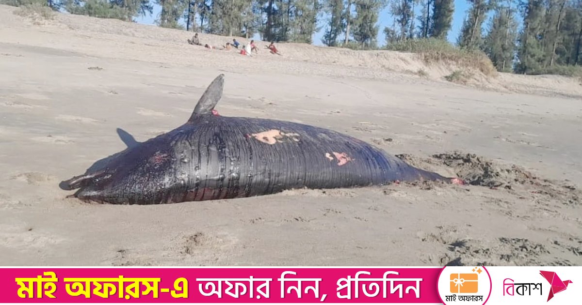 সমুদ্র সৈকতে আবারও ভেসে এলো আঘাতের চিহ্নসহ মৃত ডলফিন 
