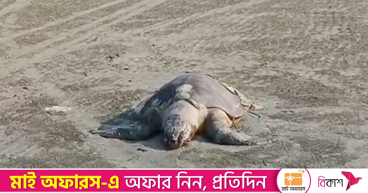 একমাসে সেন্টমার্টিনের সৈকতে ভেসে এসেছে ৮ মৃত মা কচ্ছপ