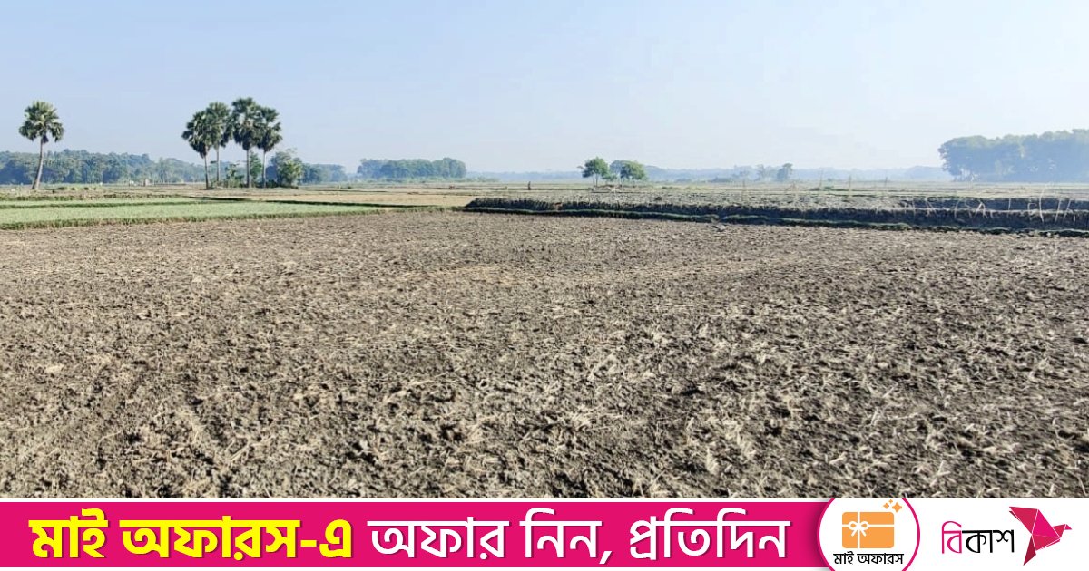 চাঁদপুরের ৪ হাজার হেক্টর ফসলি জমি যেন ধূ ধূ মরুভূমি