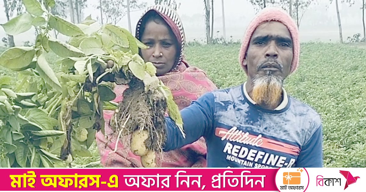 আলু চাষে সর্বশান্ত কয়েক হাজার কৃষক
