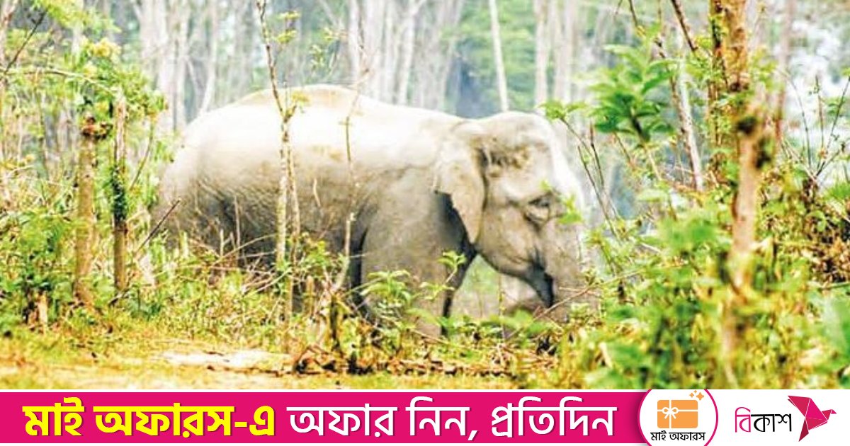 ঘনকুয়াশায় বুনো হাতির সামনে গিয়ে পড়লো কৃষক, আক্রমণে মৃত্যু