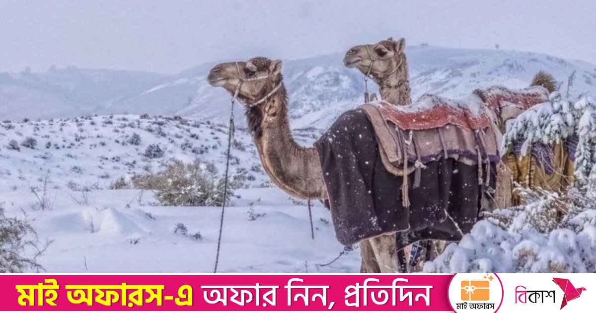 সৌদি-কাতারের মরুভূমিতে বিরল তুষারপাত ‘বরফ যুগের’ আভাস?