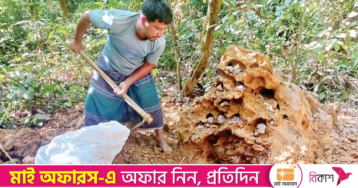শালবনে বিলীন হচ্ছে উইপোকার প্রাসাদ