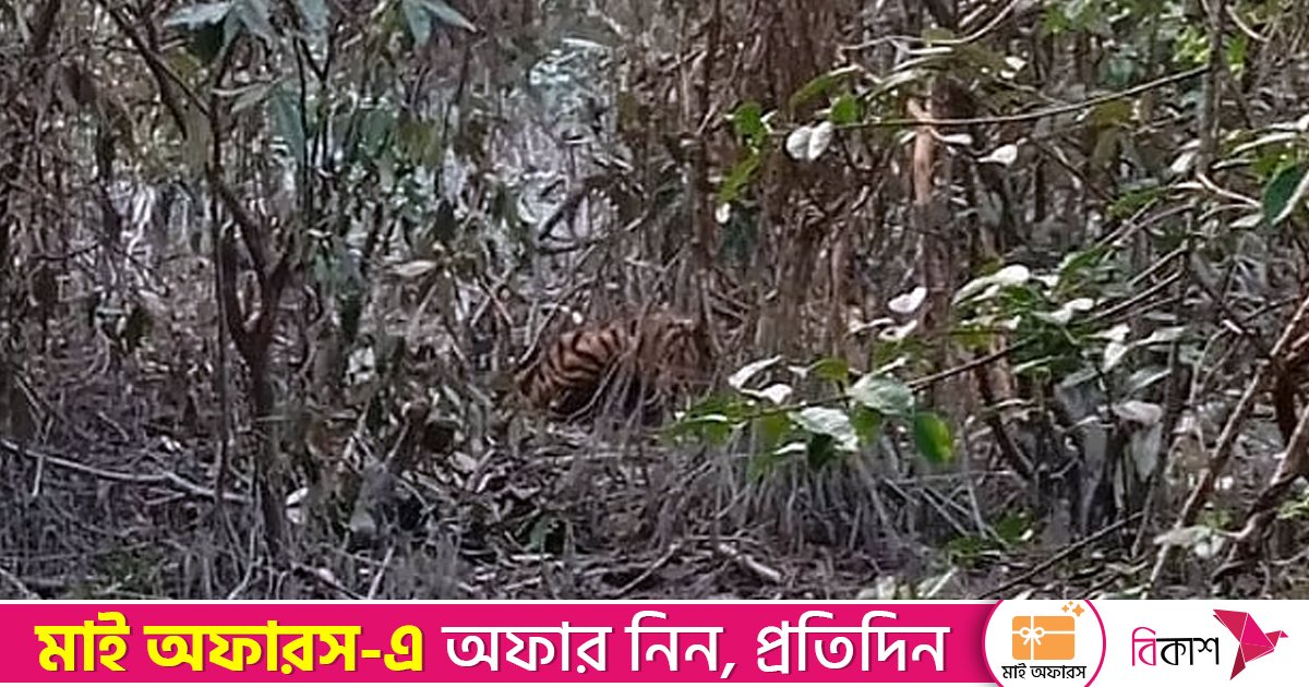 হরিণ শিকারিদের ফাঁদে আটকে পড়েছে বাঘ, উদ্ধার অভিযান আজ