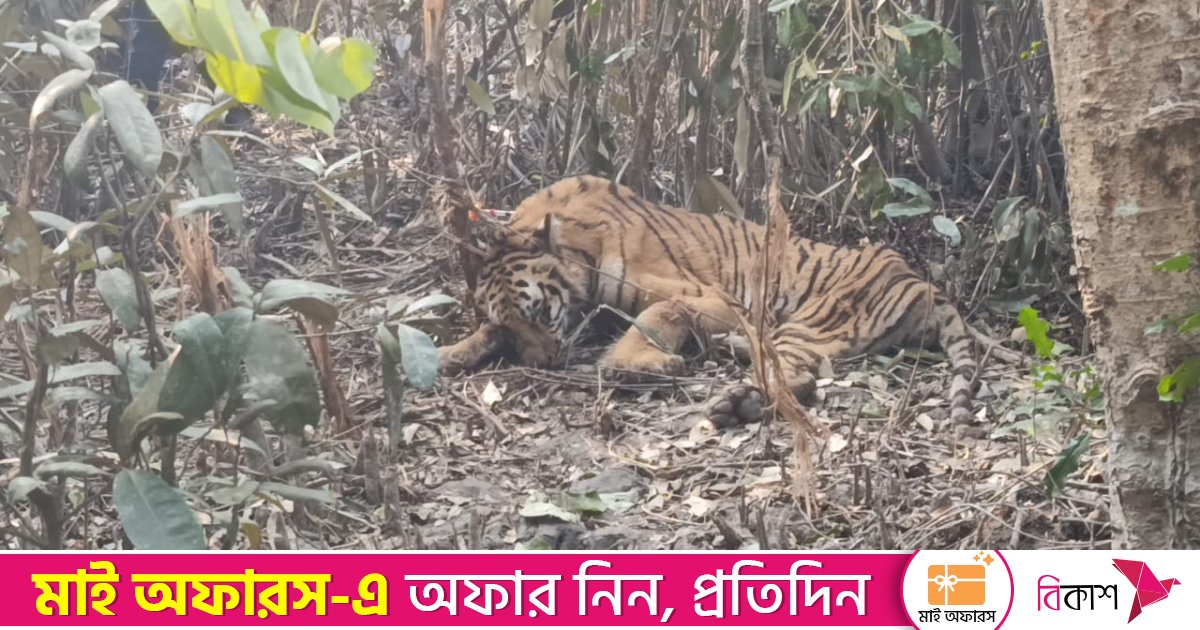 সুন্দরবনে শিকারিদের ফাঁদে আটকে পড়া বাঘটি উদ্ধার, নেওয়া হচ্ছে খুলনায়