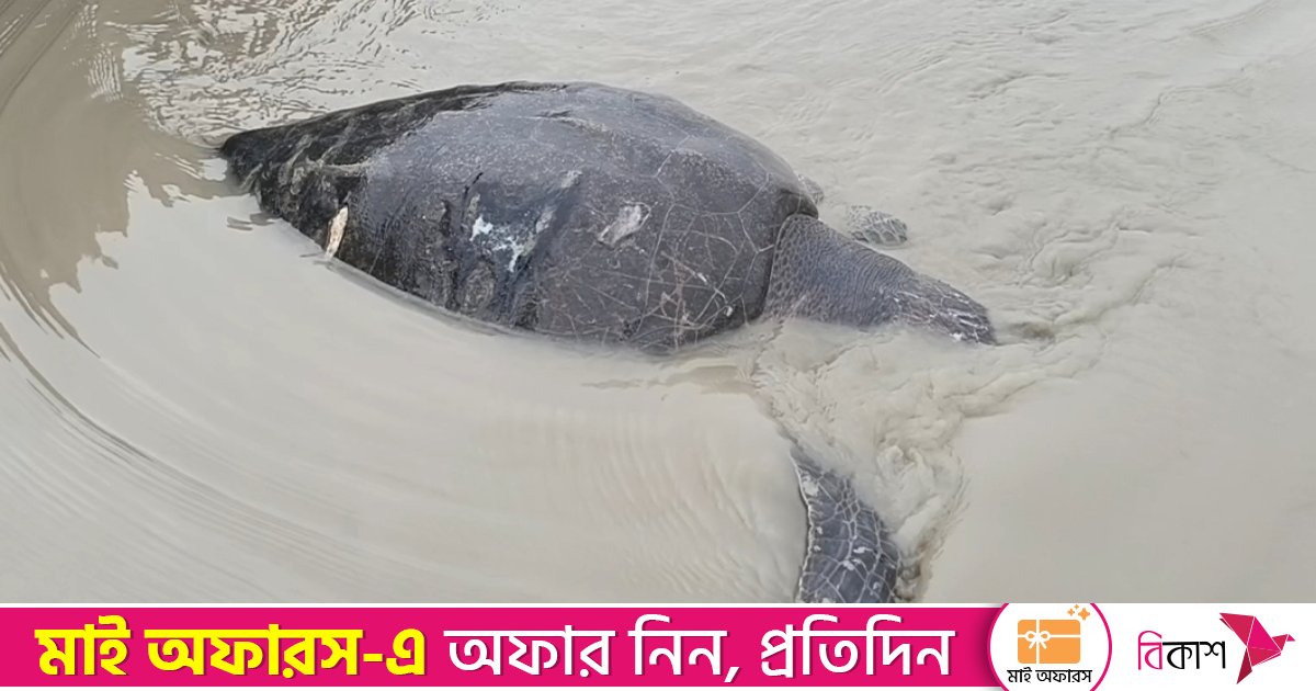 জেলের জালে পড়লো ৪০ কেজি ওজনের বিরল প্রজাতির গঙ্গা কাছিম