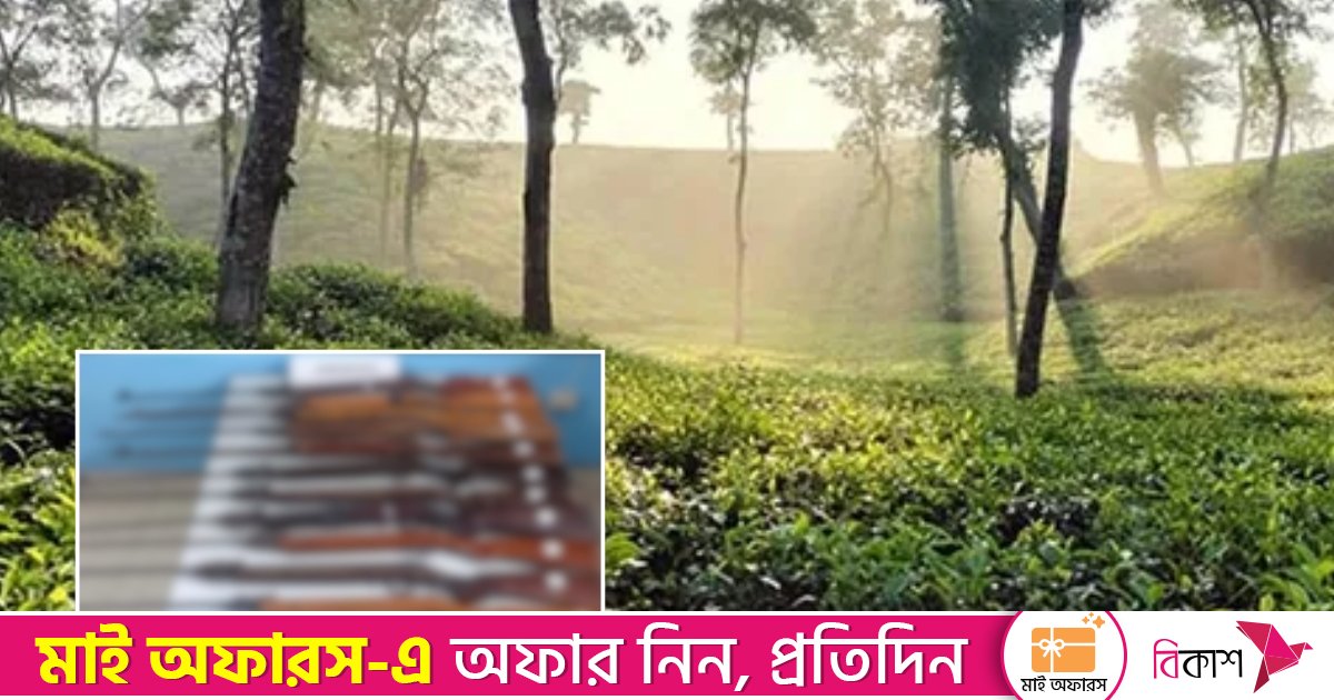 শ্রীমঙ্গলে ঝোপঝাড়ে মিললো ১১টি এয়ারগান, নাশকতার সন্দেহ র‌্যাবের