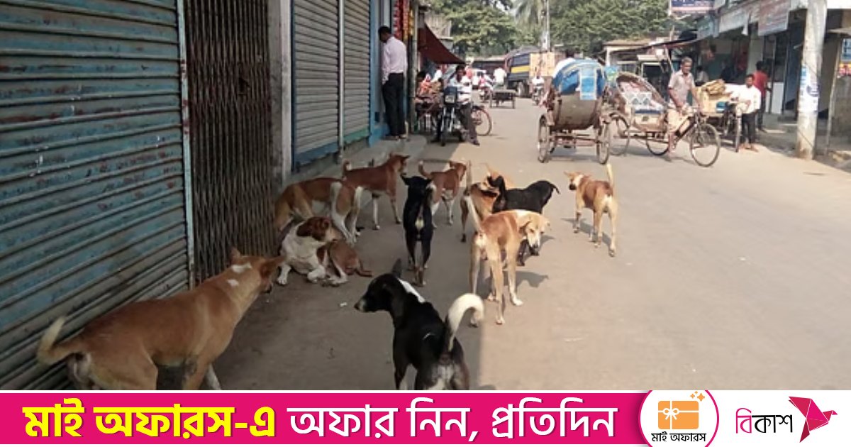 পটুয়াখালীতে কুকুরের কামড়ে আহত ৩০