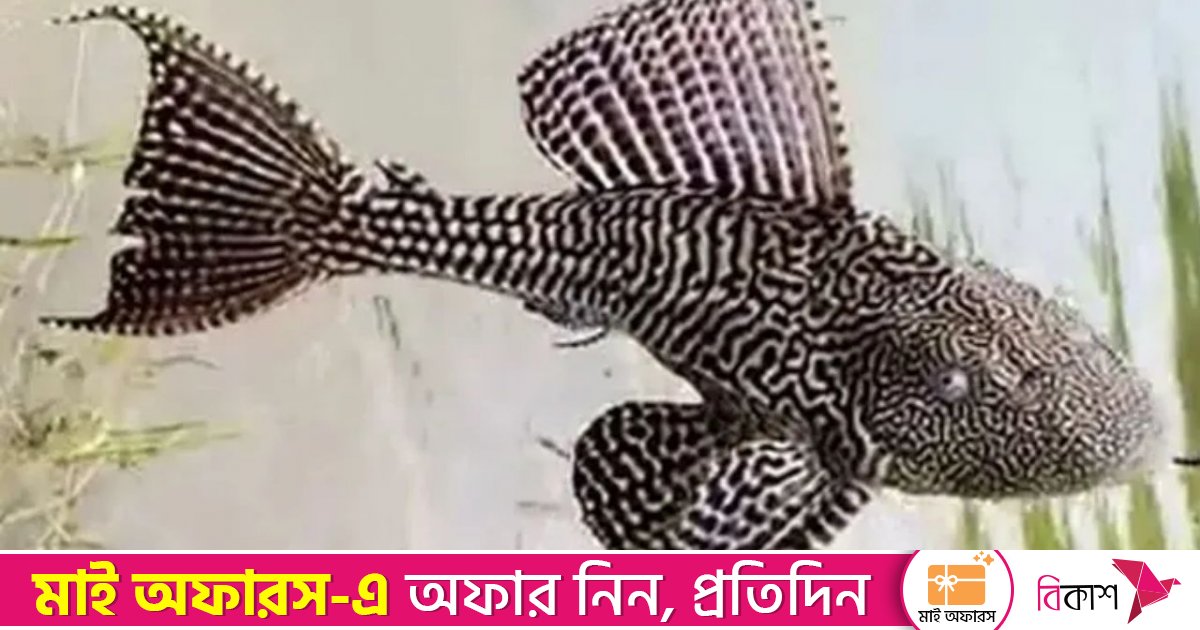 পাকিস্তানের জলাশয়ে আগ্রাসী ‘এলিয়েন’ মাছ, হুমকিতে জীববৈচিত্র্য