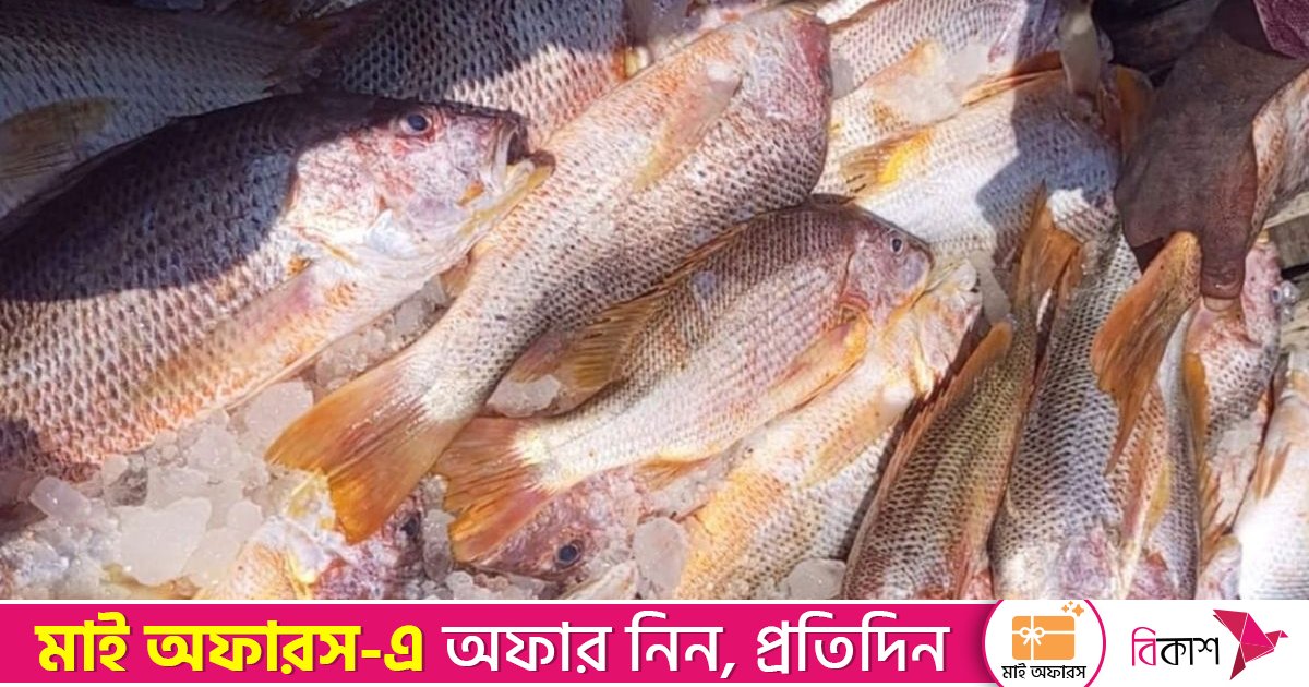 সেন্টমার্টিনে এক জালে ধরা পড়লো ৬৮৭টি লাল কোরাল, ১০ লাখে বিক্রি