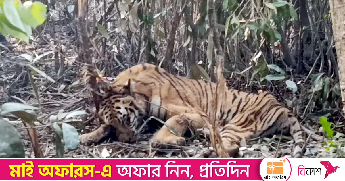 ফাঁদে পড়া বাঘটির সুস্থ হতে দুই-তিন সপ্তাহ লাগতে পারে