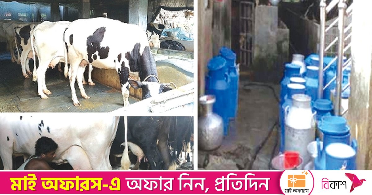 দুধে সমৃদ্ধ সাতক্ষীরা, সংকটে খামারির ন্যায্যতা