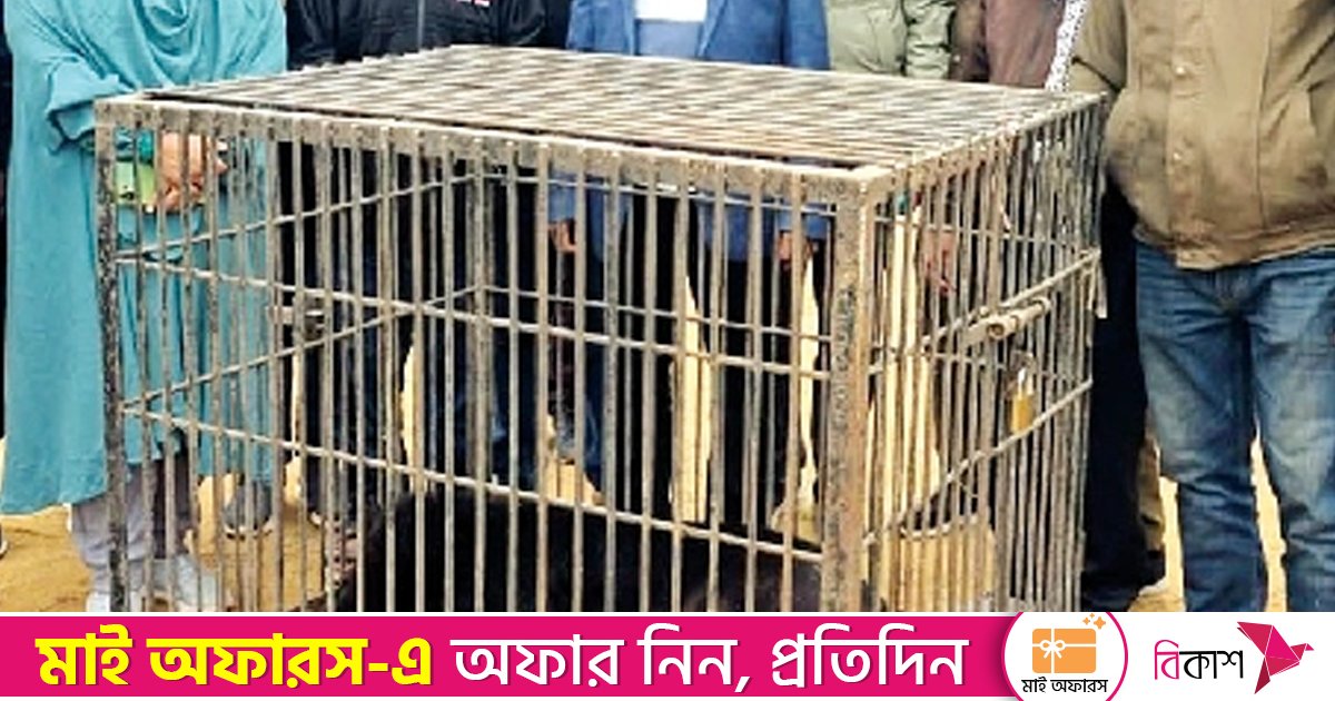 সাবেক ইউপি মেম্বারের বাড়িতে মিলল বিলুপ্তপ্রায় ভালুক ও হরিণ