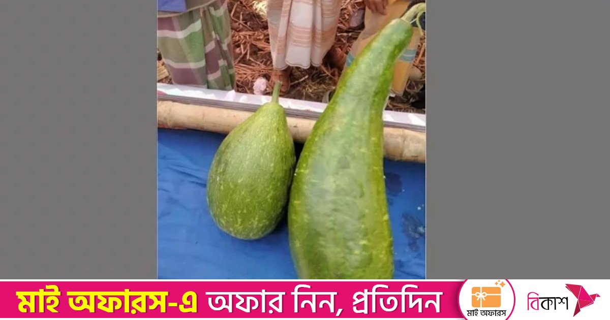 সুনামগঞ্জে এক জোড়া লাউ ১৮ হাজার ২০ টাকায় বিক্রি!