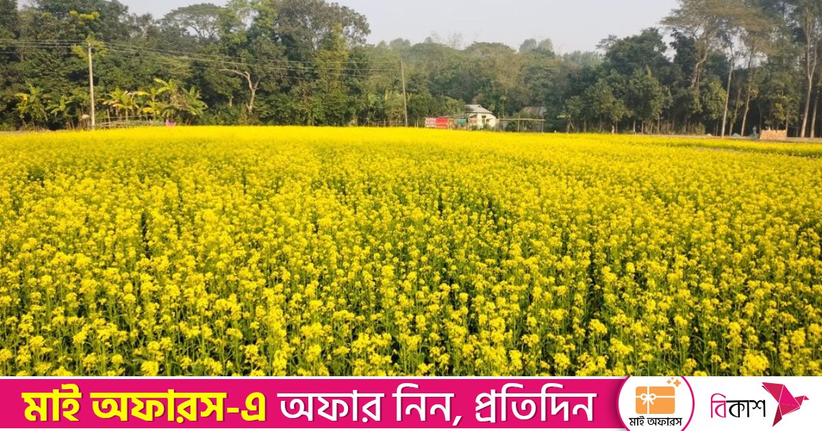সরিষার হলুদ ফুলে ছেয়ে গেছে মাঠ, কৃষকের মুখে আনন্দের হাসি