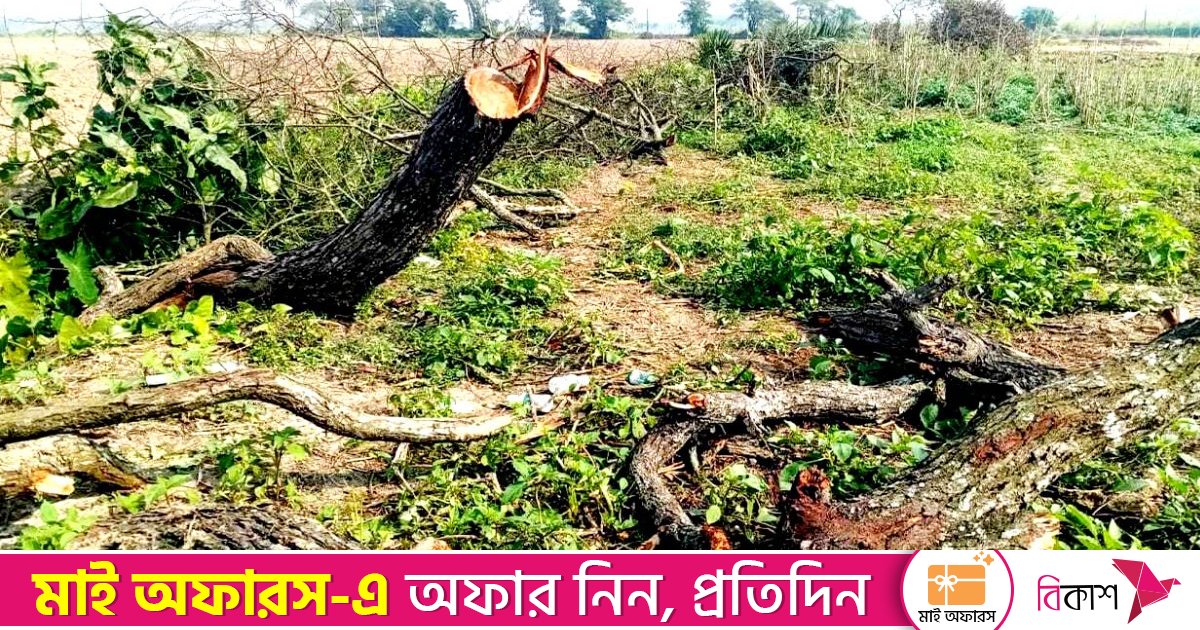 প্রকল্পের নামে ২০ দিনে সাবাড় তিন হাজার গাছ