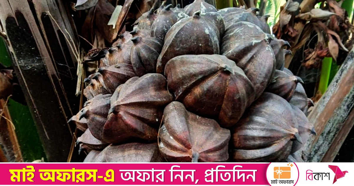 চিত্রা চরের মিনি সুন্দরবনের সুস্বাদু গোলফলে মুগ্ধ পর্যটকরা