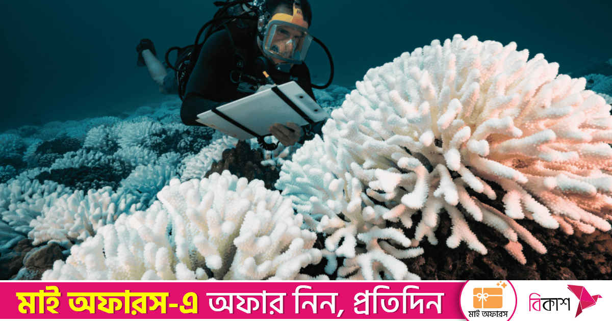 ২০২৬ হতে পারে প্রবালপ্রাচীরের শেষ বছর, সতর্ক করছেন বিজ্ঞানীরা