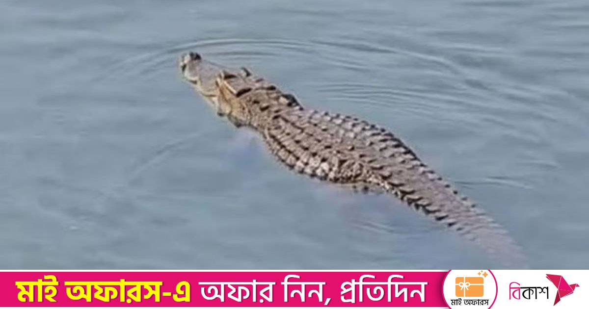 রাজবাড়ীতে পদ্মা নদীতে ভাসছে কুমির, আতঙ্কে এলাকাবাসী