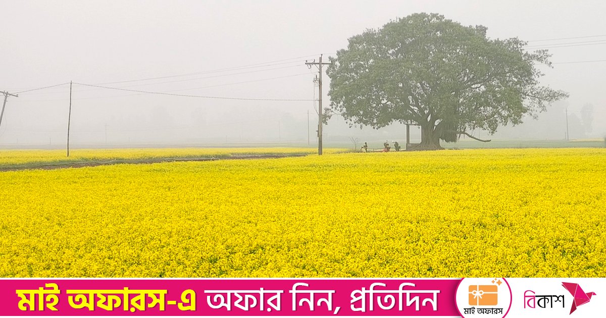 হলুদ ফুলে দুলছে কৃষকের রঙিন স্বপ্ন