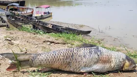হালদায় নৌকার পাখার আঘাতে মারা যাচ্ছে ডিমধারী মা মাছ