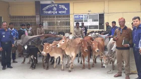 ছিনতাই হওয়া ৩৪ গরু রাজধানী থেকে উদ্ধার