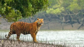 সুন্দরবনে বাঘের আক্রমণে মৌয়ালের মৃত্যু