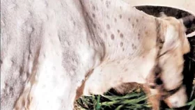 গরুর লাম্পি স্কিন ডিজিজের প্রাদুর্ভাব
