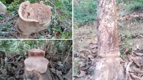 সংরক্ষিত বন থেকে লাখ লাখ টাকার গাছ উধাও