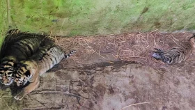 চট্টগ্রাম চিড়িয়াখানায় জন্ম নিল তিন বাঘ শাবক