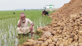 দেরিতে খাল খননের অভিযোগ, নষ্ট হচ্ছে জমির ফসল&nbsp;
