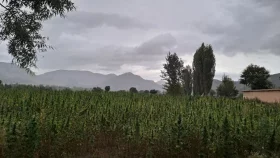অর্থনীতি বাঁচাতে গাঁজা চাষে ঝুঁকছে পাকিস্তান