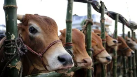 ঈদুল আজহায় কোরবানি হয়েছে ১ কোটি ৪ লাখেরও বেশি গবাদিপশু