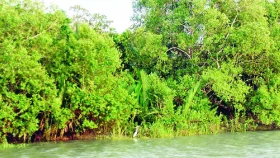 রেমালের ধাক্কা কাটিয়ে উঠছে সুন্দরবন