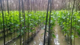 বন্যায় পানচাষিদের ব্যাপক ক্ষতি