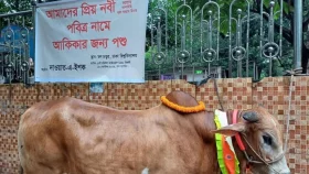 ঢাবি ক্যাম্পাসে মহানবীর নামে আকিকা, কেনা হয়েছে গরু