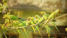 মহানগরীয় শহর চেন্নাই ও &lsquo;বার্ডম্যান&rsquo;