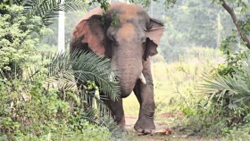 আনোয়ারায় হাতির আক্রমণে বৃদ্ধার মৃত্যু&nbsp;