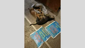 জাপান গার্ডেন সিটিতেবিষ প্রয়োগ করে কুকুর-বিড়াল হত্যা