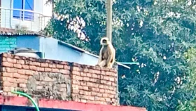 ট্রেনে করে ভারত থেকে ঈশ্বরদীতে ২ মুখপোড়া হনুমান!