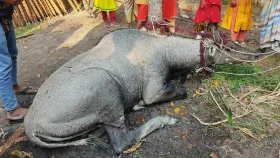 বাগাতিপাড়ায় গয়াল প্রজাতির নীলগাই উদ্ধার