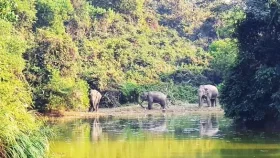 আনোয়ারায় হাতি-মানুষের দ্বন্দ্বে বাড়ছে ক্ষয়ক্ষতি