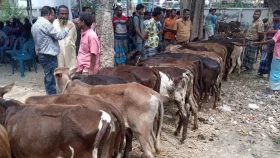 ওজন কম হওয়ায় স্থানীয়দের তোপের মুখে বন্ধ বাছুর বিতরণ কর্মসূচি