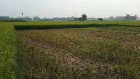 কৃষকের একবিঘা জমির আধাপাকা ধান কেটে নিলেন যুবদল নেতা