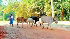 এক রাতেই কৃষকের ৪ গরু চুরি, নিঃস্ব পরিবার