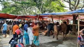 সড়কে বসানো যাবে না কোরবানির পশুর হাট