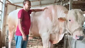 &lsquo;প্রিন্সের&rsquo; নাম এখন &lsquo;সাদা পাহাড়&rsquo;, ওজন ১৫০০ কেজি